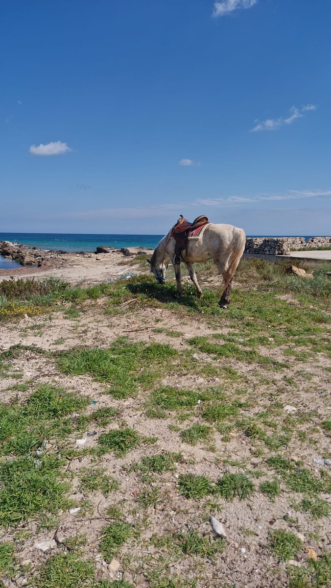 Cavallo bianco sulla spiaggia del Salento - Escursioni a cavallo